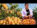 Download Lagu 【陕北霞姐】妹夫家里的杏熟透了，霞姐收来做水果罐头，拌着白糖腌几十瓶，酸酸甜甜解暑开胃！