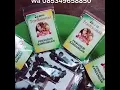 Download Lagu Jamu Tradisional Khusus Wanita Dayak Siang
