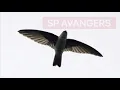 Download Lagu SUARA WALET JERNIH ! SP AVANGERS