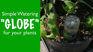 Plastic Watering Globe for your Plants