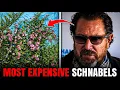 Highest Priced Artworks Sold by Julian Schnabel