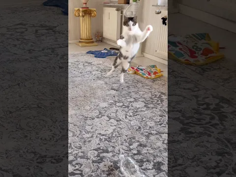 Fly hunting