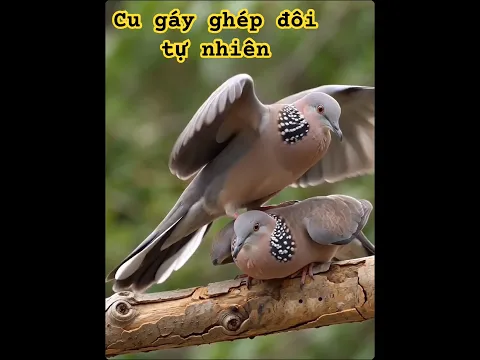 Cu gáy ghép đôi ngoài tự nhiêm #birds #thebirdsonggroup #birdsong @cucutv9029