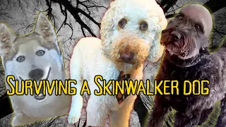 How to Survive a Skinwalker Dog