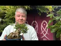 Download Lagu De Bonsai Aardappel (Livet Bonsai Progression)