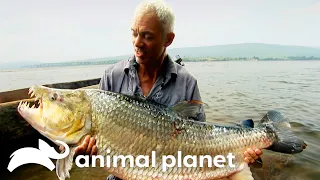 The Biggest Monsters of Season 2 River Monsters Animal Planet