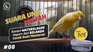 Download Ternyata begini suara Burung Kenari Waterslager, MEWAH!! Cocok untuk Masteran Kenari Paud MP3