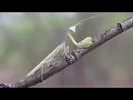 What is The Spiritual Meaning of a Praying Mantis | Praying Mantis Meaning