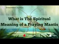 What is The Spiritual Meaning of a Praying Mantis Praying Mantis Meaning