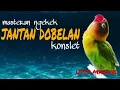 Download Lagu masteran ampuh lovebird jantan dobelan, suara kering. perangsang konslet