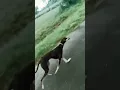 Download Lagu kanni dog whatsapp status Tamil 🔥#animal #chippiparai #cute #dog #pets #tamil #kanni #hunting