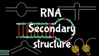 Secondary Structure Of RNA Stem Loop Hairpin Loop Bulge Loop Pseudoknots