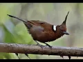 Download Lagu Masteran CELILIN + AIR cocok untuk Murai, Kacer, Kapas Tembak, Cicak Ijo, Love Bird dll