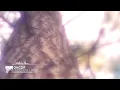 oncor - find yourself again [Organic House | Monstercat Remake]