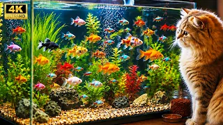 Cat TV 🐟 Colorful Aquarium Fish | Relaxing & Fun Videos for Cats | 4 Hours 4K