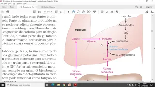 ACH5543 - Aula 6 - Oxidação de Aminoácidos e Produção de Ureia