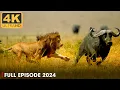 Download Lagu LIFE OF SAVANNAH | Apex Predators Survive in the Heart of Africa | Nature Animal Documentary