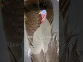 Painting A Turkey Feather