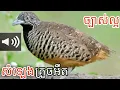 Download Lagu សំឡេងសត្វគ្រួចអឺតច្បាស់ល្អ(ចាក់សំឡេងទាក់់បាន ដេញល្អ )។