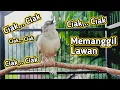 Download Lagu Pancingan Cigun Bahan Agar Bunyi Langsung Ngebren Paling Ampuh
