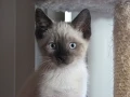 Adopted - Trouble A Little Siamese Mix