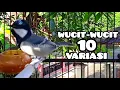 Download Lagu Gelatik batu gacor wucit 10 variasi. Great tit. Singing birds. Parus Major. 大山雀. กระจอก