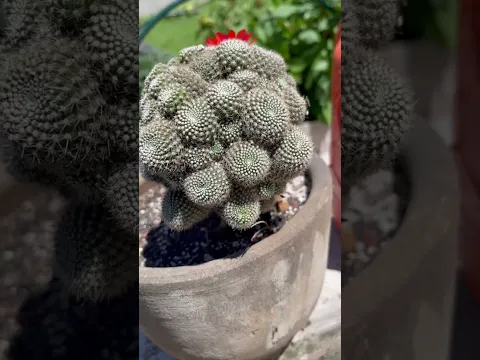 Te gustan los injertos de cactus ?
