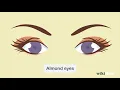 How to Determine Eye Shape