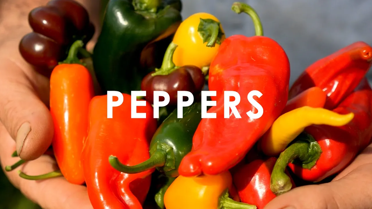 Peppers   In Season Now