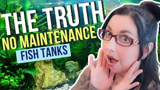 self sustaining ecosystem in your aquarium no maintenance fish tanks
