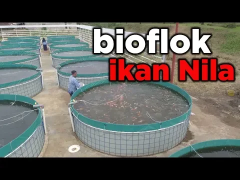 Budidaya Ikan Nila Sistem Bioflok