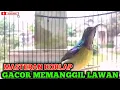 Download Lagu Kolibri kelapa | manggar | wiceh |  masteran korlap gacor memanggil lawan