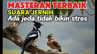 6 in 1 masteran mura batu suara jernih ada jeda tidak bikin stres burung