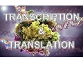 Transcription and Translation ANIMATION - MADE EASY