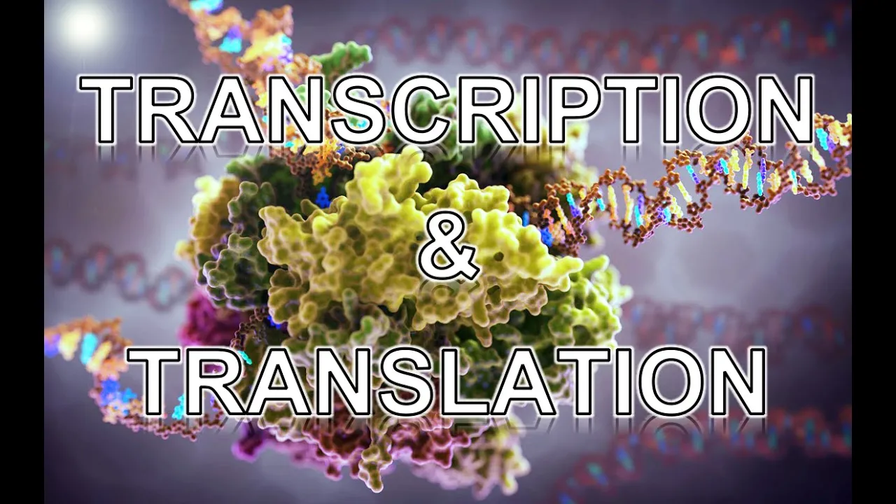 Transcription and Translation ANIMATION - MADE EASY