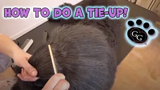 How To Do A Tie Up On A Dog - Gina s Grooming