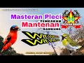 Download Lagu Masteran Pleci Tembakan Mantenan Sambung Wit Wit Wit