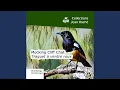 Mocking Cliff Chat-Traquet à ventre roux-Thamnolaea cinnamomeiventris 3 (feat. Chiff-Chaff)...