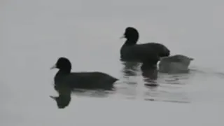 صوت دجاج الماء 