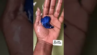 سمك الفايتر في عمر يوم واحد Beta Fish 