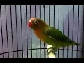 Lagu Inilah suara masteran lovebird balibu durasi panjang