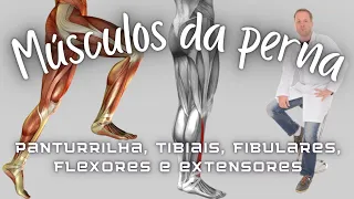 Músculos da perna: Compartimentos posterior superficial e profundo, ântero-lateral e lateral.