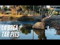 Exploring the La Brea Tar Pits in Los Angeles