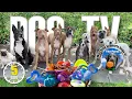 Entertaining Doggy Daycare TV - Ultimate Dog Video for Dogs To Watch - Dog Sounds Barking Squeak Toy