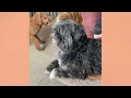 Spike the Pekingese Shih Tzu Mix