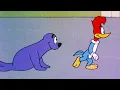 Lagu Woody Takes Care of Lost Seal | Woody Woodpecker