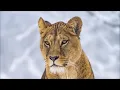 Mark Knight, Armand Van Helden - Don't Abuse It (Extended)
