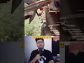 Download Lagu How tomato harvesting machines work