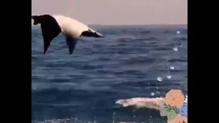 يعلو ولا يعلا وجل علوه 