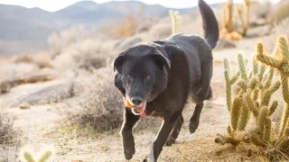 Hikes with the Champ Cam – Baja or Bust 17